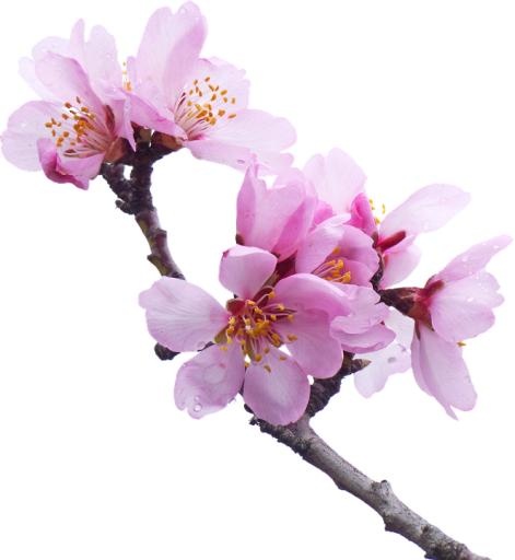 樱花 PNG免抠(663x720)