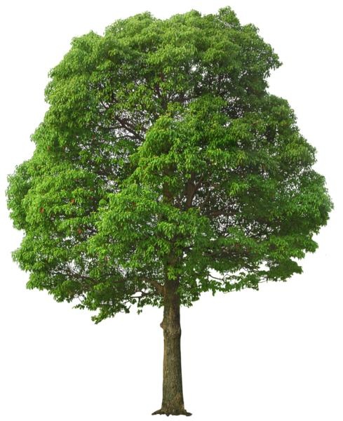 树PNG免抠(489x600)