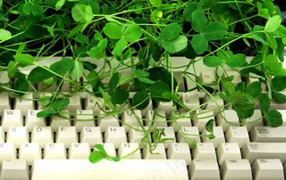 四叶草高清图片下载