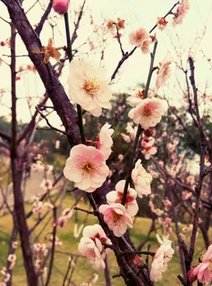 漂亮的梅花图片 漂亮的梅花图片