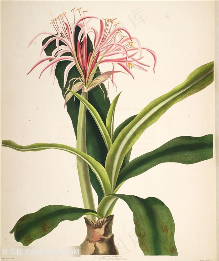 唯美水彩彩绘花卉插画