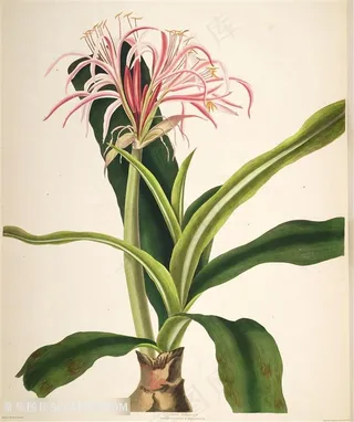 唯美水彩彩绘花卉插画