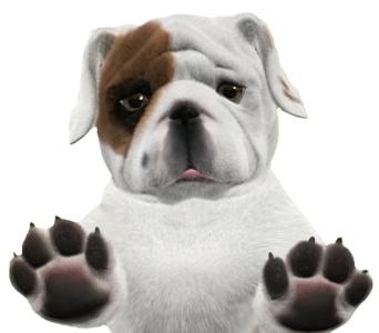 斗牛犬 PNG免抠(342x300)