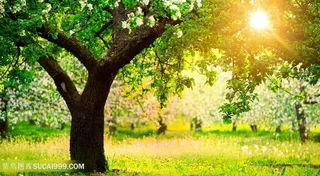 公园树林日出绿色草坪