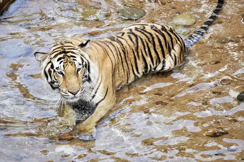 河面大老虎图片