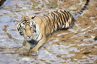 河面大老虎图片