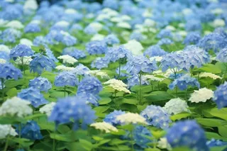 蓝白色绣球花海摄影图