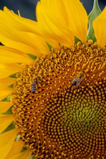 黄色向日葵摄影素材