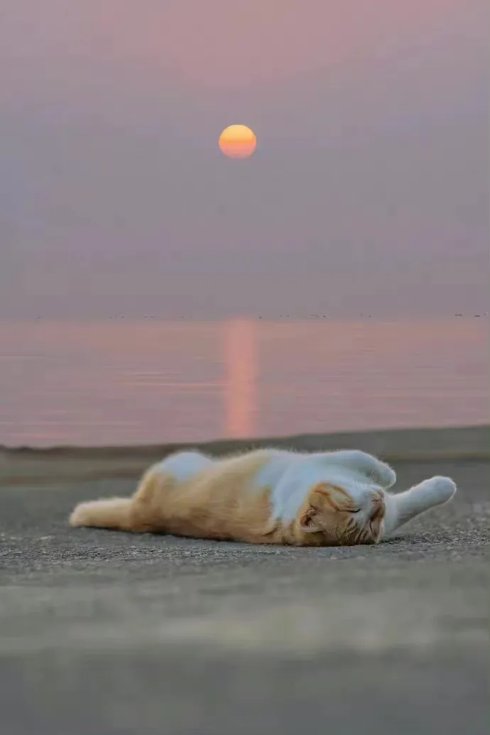 日落下的猫咪唯美动物意境