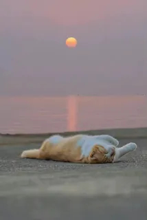 日落下的猫咪唯美动物意境