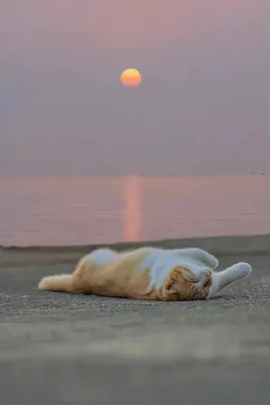 日落下的猫咪唯美动物意境