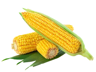 高清玉米漂浮免抠元素素材