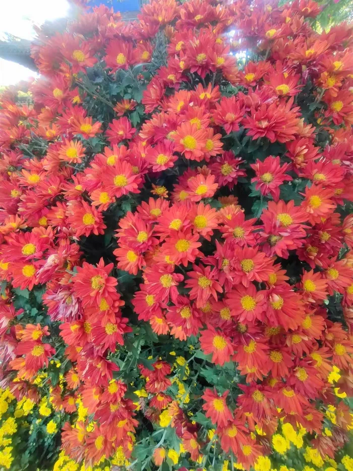 红色、菊花、秋天、花朵