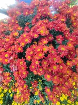 红色、菊花、秋天、花朵