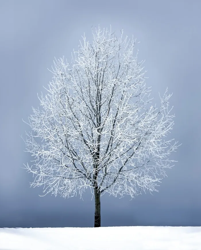 冬天白雪大树背景风景
