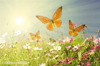 蝶恋花唯美风景画