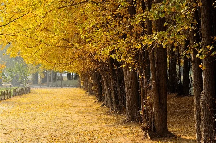 落叶金秋林荫路