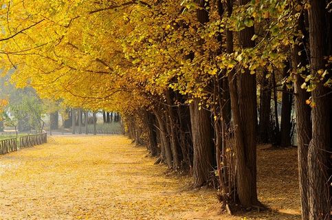 落叶金秋林荫路