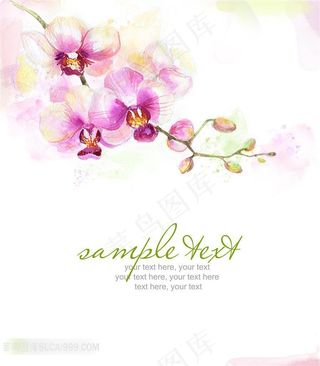 雅室兰香蝴蝶兰装饰画