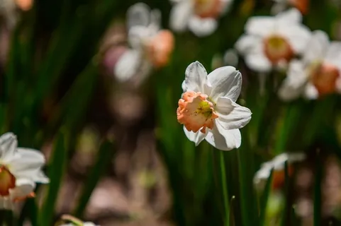阳光下的洋水仙 阳光下的洋水仙