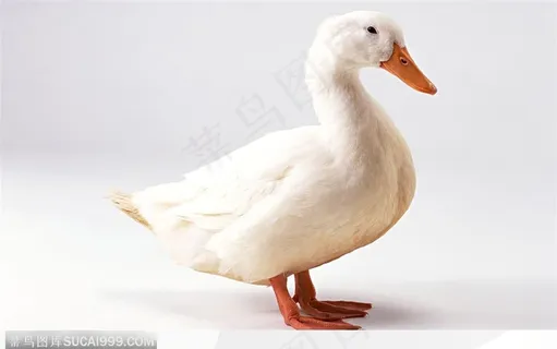 一只白鸭子侧面 一只白鸭子侧面