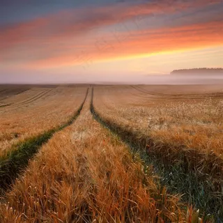 美丽的乡村稻田