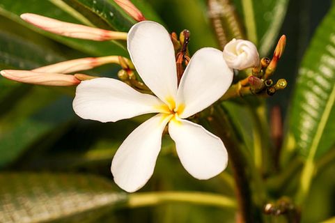 花朵 花束 植物 素材 (176)