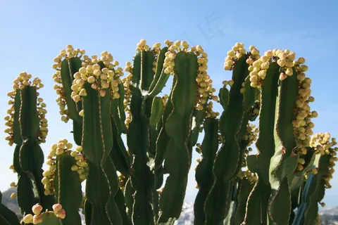 仙人掌开花图片 仙人掌开花图片