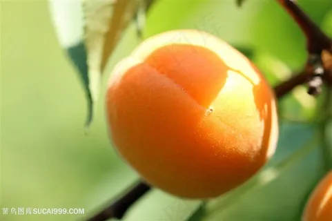 食物杏素材图片
