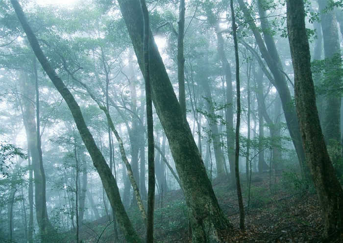 森林树木景观图片素材