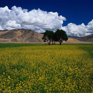 油菜花 风景图片素材