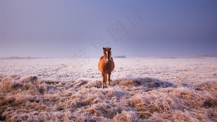 唯美骏马图片桌面壁纸