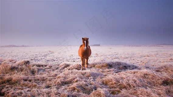 唯美骏马图片桌面壁纸