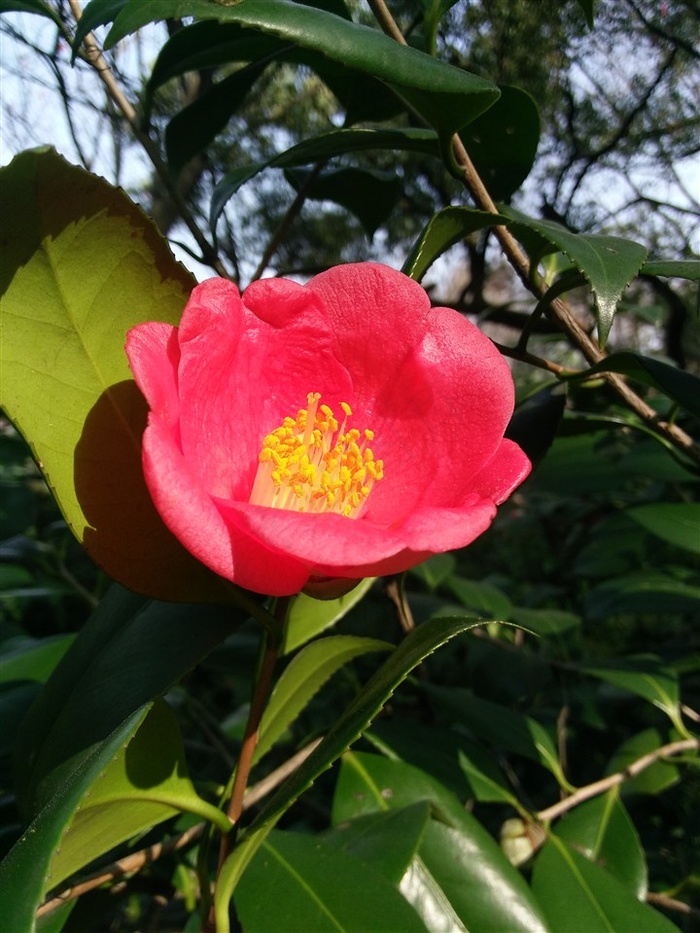 山茶花高清特写