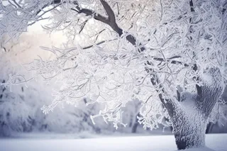 冬季雪景雾凇摄影图