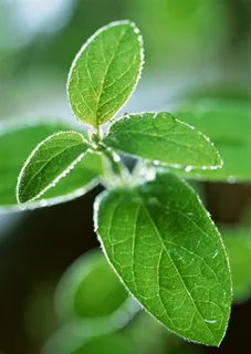 森林的树缝穿过的光树林风景图片素材 森林的树缝穿过的光树林风景图片素材