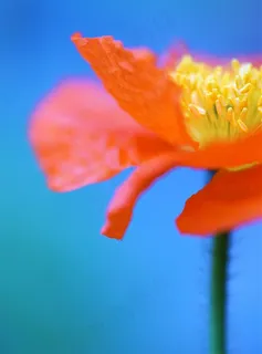 唯美鲜花图片 唯美鲜花图片