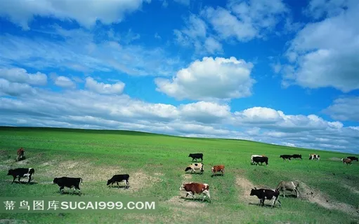 蓝天白云牛羊漫步的大草原美景