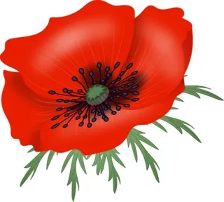 罂粟花 PNG免抠