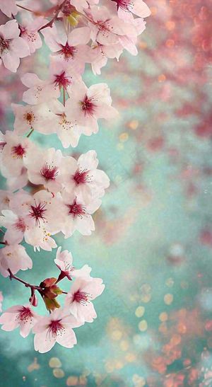 绚丽浪漫粉白色樱花花朵，惊蛰立春摄影图