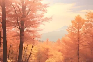 落日秋天树叶黄色山脉意境背景