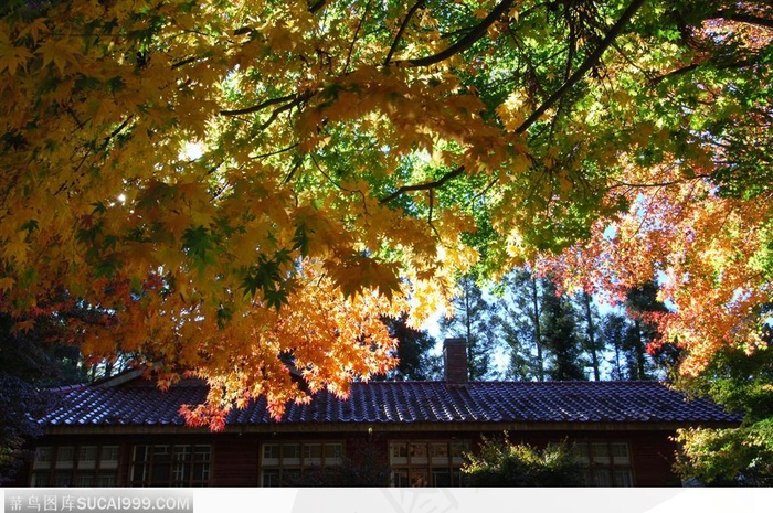 枫叶美景-庭院中的美丽枫叶