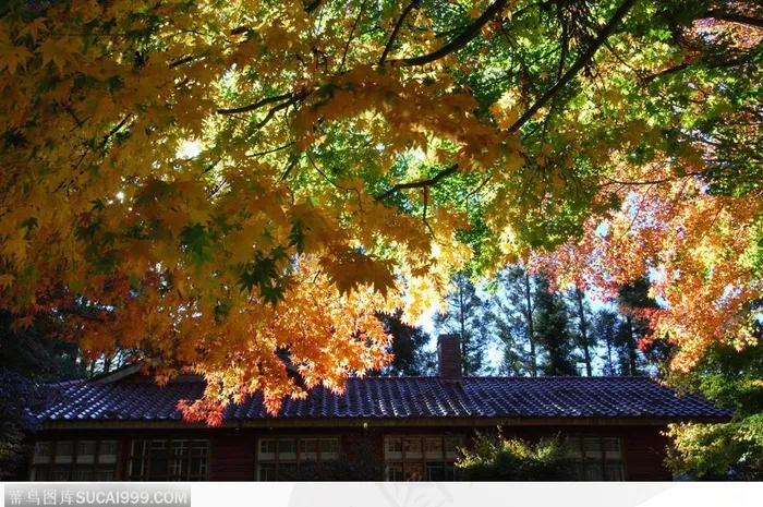 枫叶美景-庭院中的美丽枫叶
