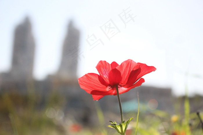 红色罂粟花图片