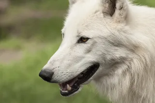 狼野生动物原生动物园深林狼