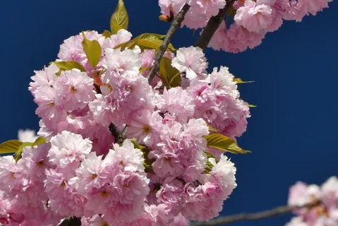 粉色樱花盛开高清图片 粉色樱花盛开高清图片
