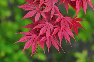 红色的枫叶摄影素材图