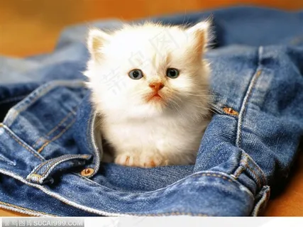 牛仔裤口袋里的小白猫