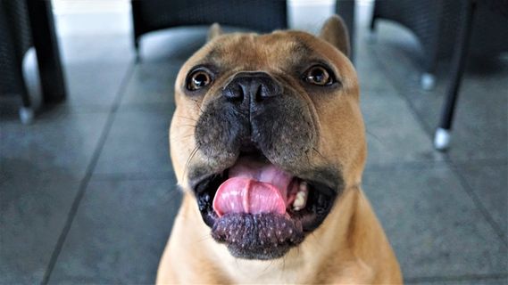 棕色法国斗牛犬肖像图片