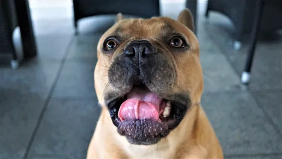 棕色法国斗牛犬肖像图片 棕色法国斗牛犬肖像图片
